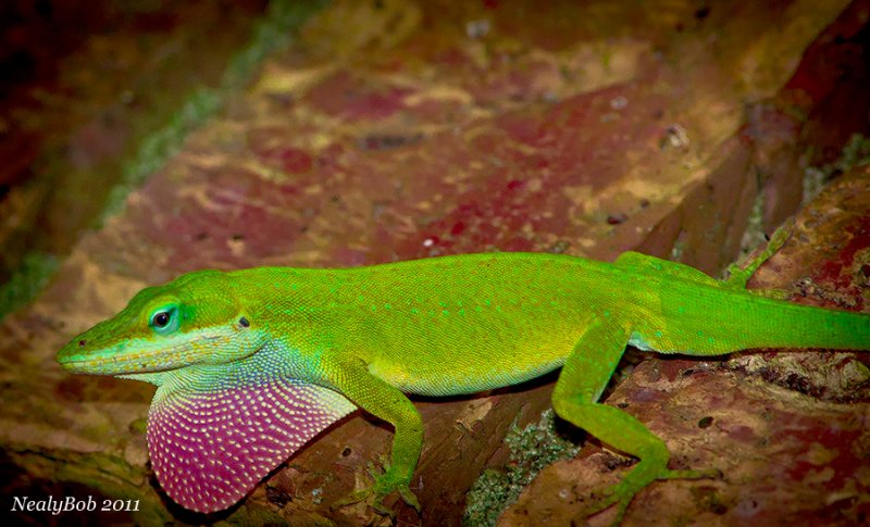 Green Anole August 1