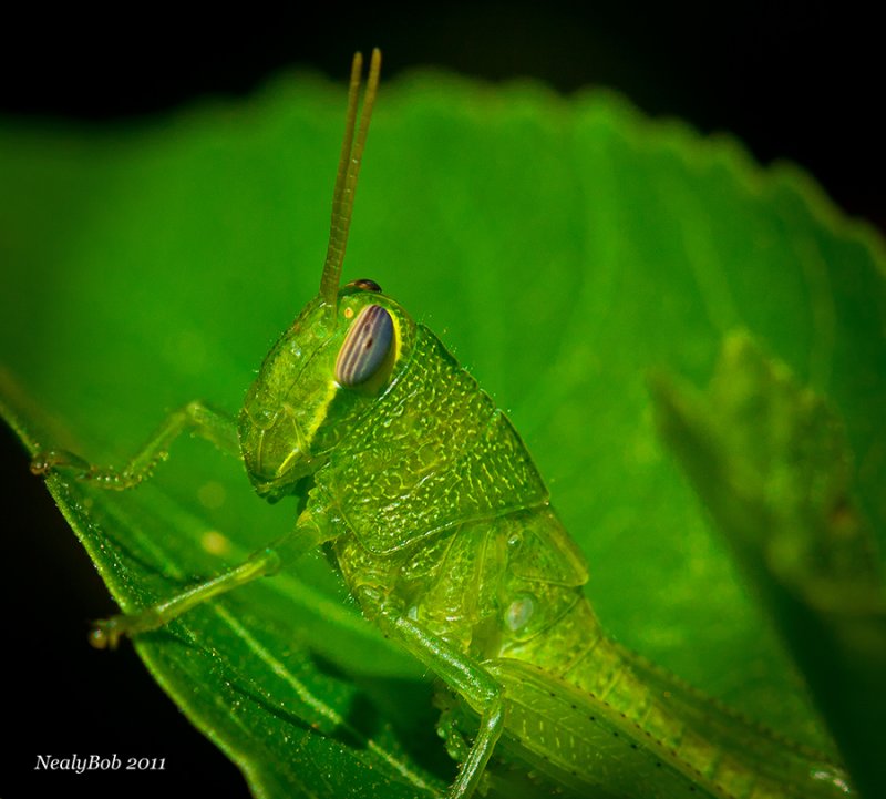 GrassHopper August 2