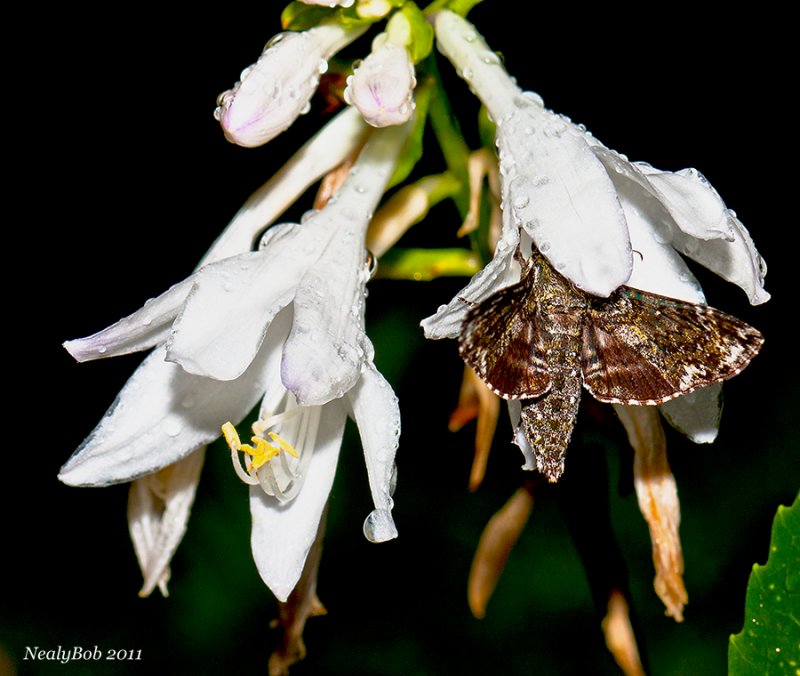 Hummingbird Moth August 14