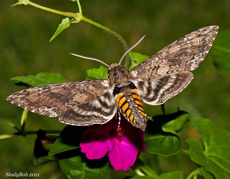HummingBird Moth August 15