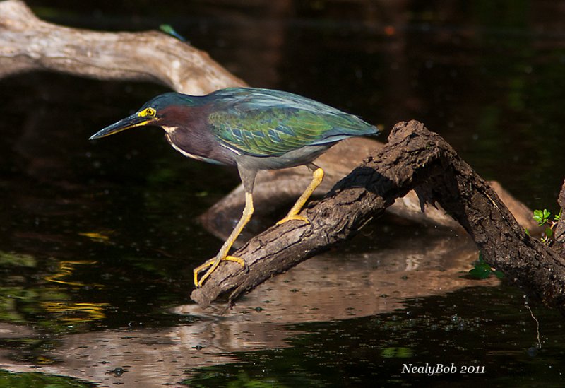 Green Heron August 20