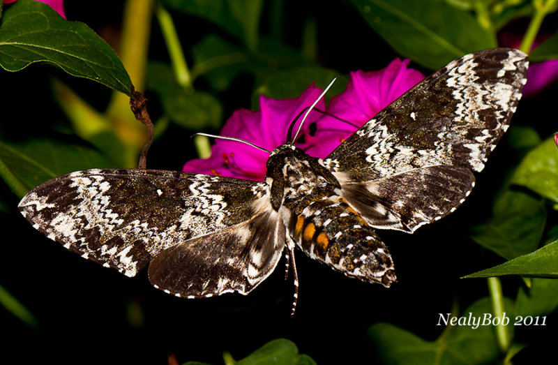 HumminbBird Moth August 23