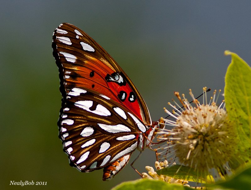 Gulf Fritillary September 1