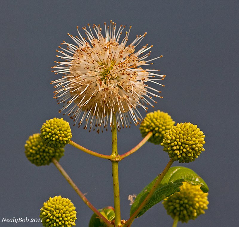 Button Bush September 6