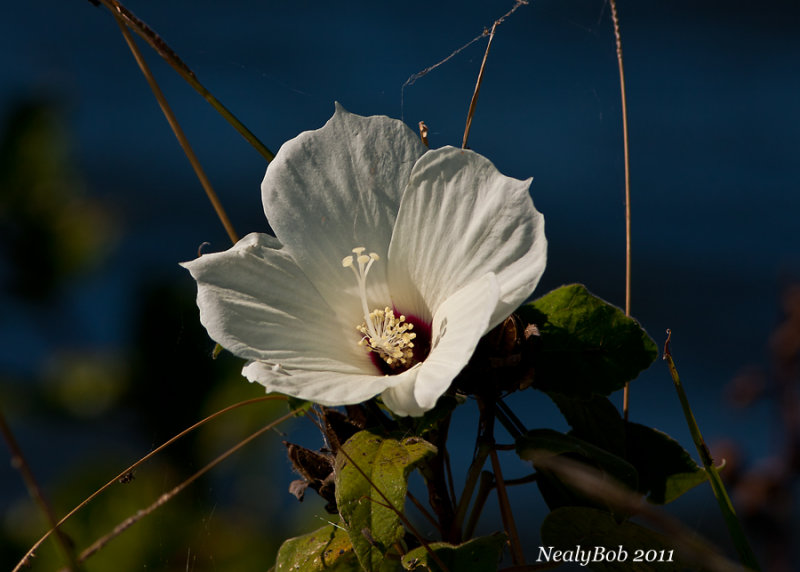 Hibiscus September 7