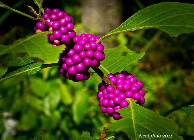 French Mulberry September 9