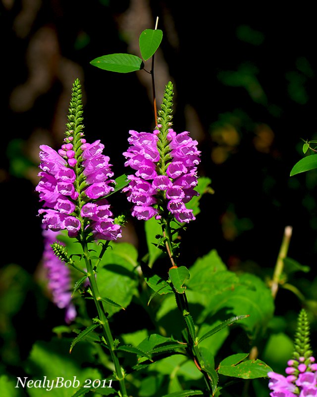 Obedience Plant October 11