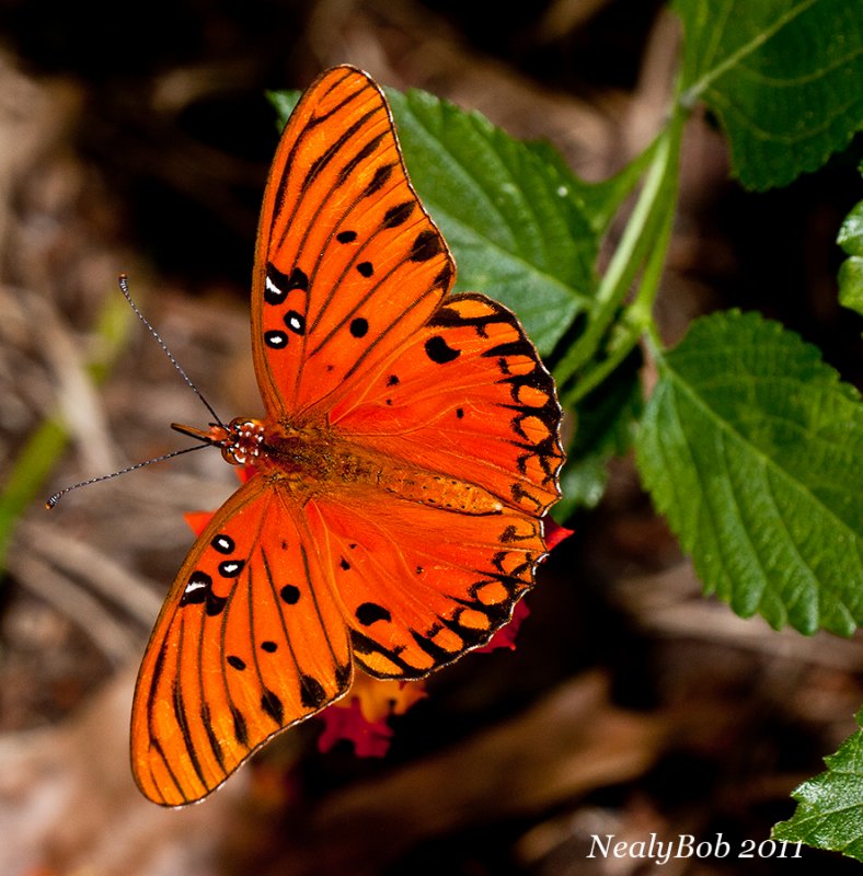Butterfly October 18