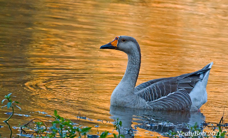 Goose November 5