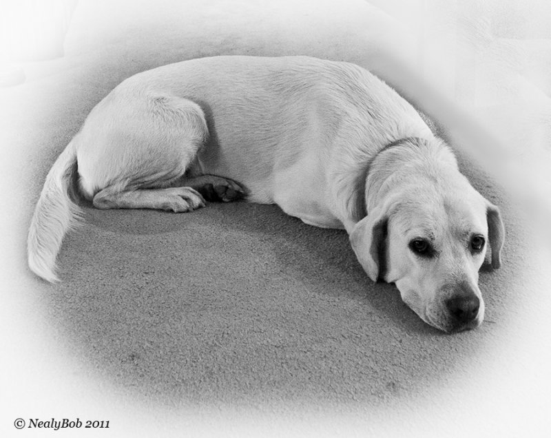 Molly November 16