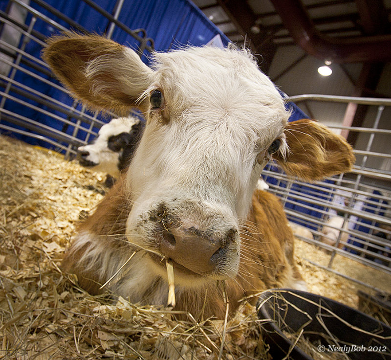 Calf January 25