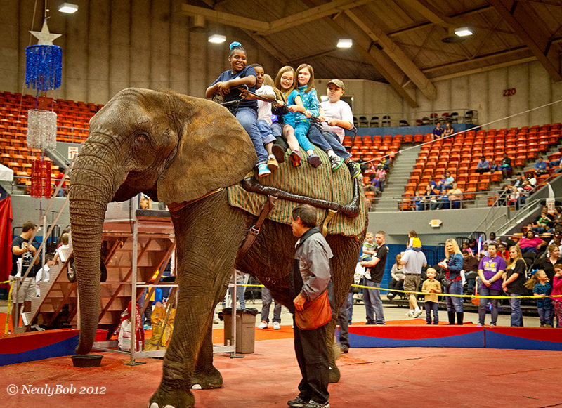 Circus Elephant