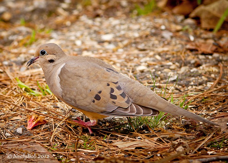 Mourning Dove March 17