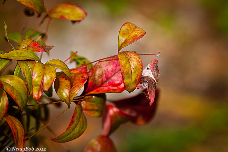 Nandina March 31