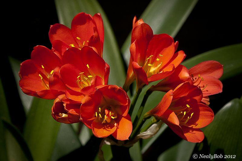 Kaffir Lily April 10