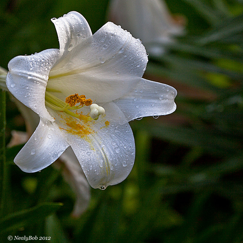 For Janet May 13