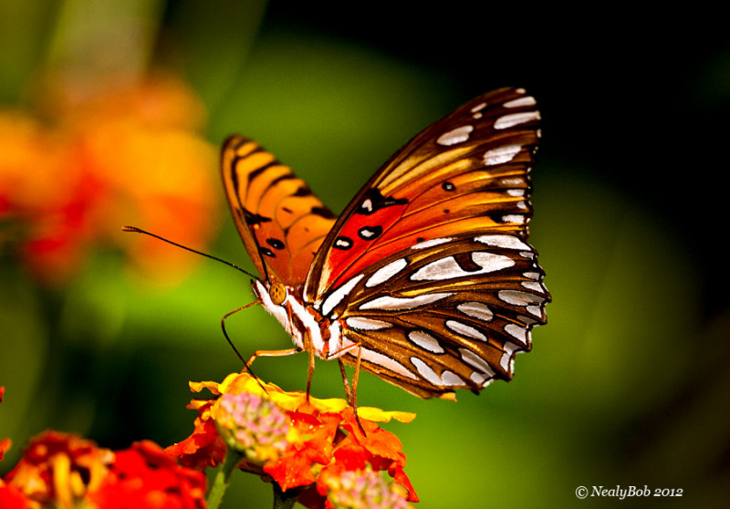 Gulf Fritillary May 31