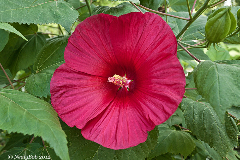 Hibiscus June 1