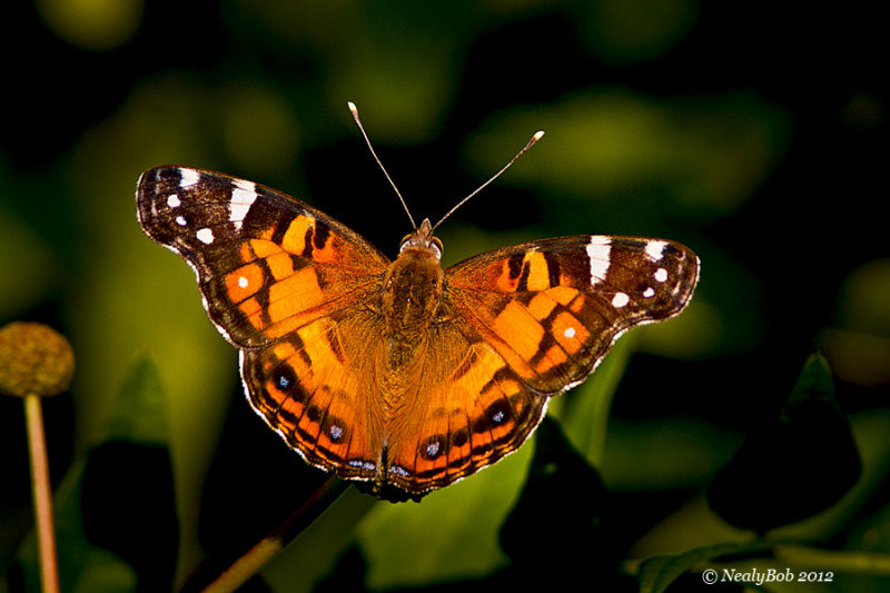 Painted Lady June 7