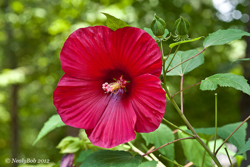 Big Red June 14