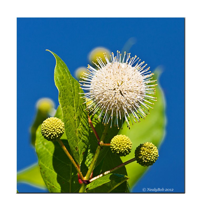 Button Bush July 9