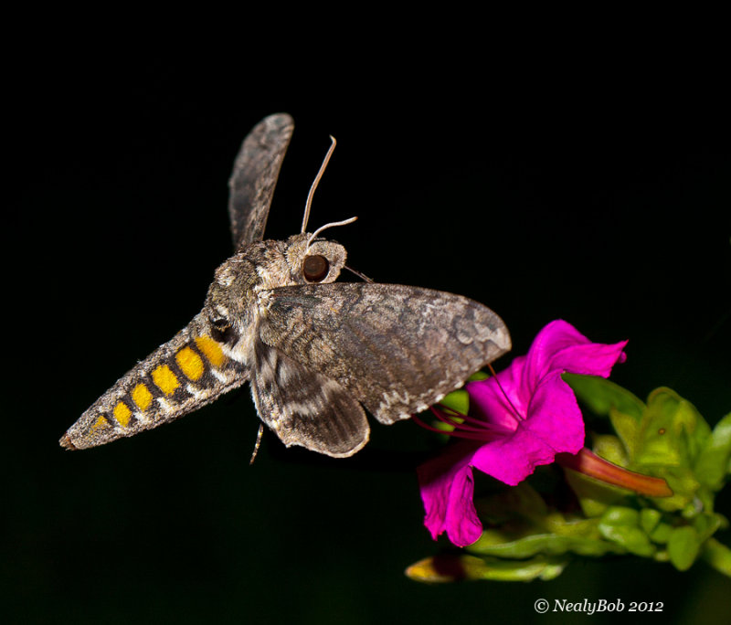 Hummingbird Moth