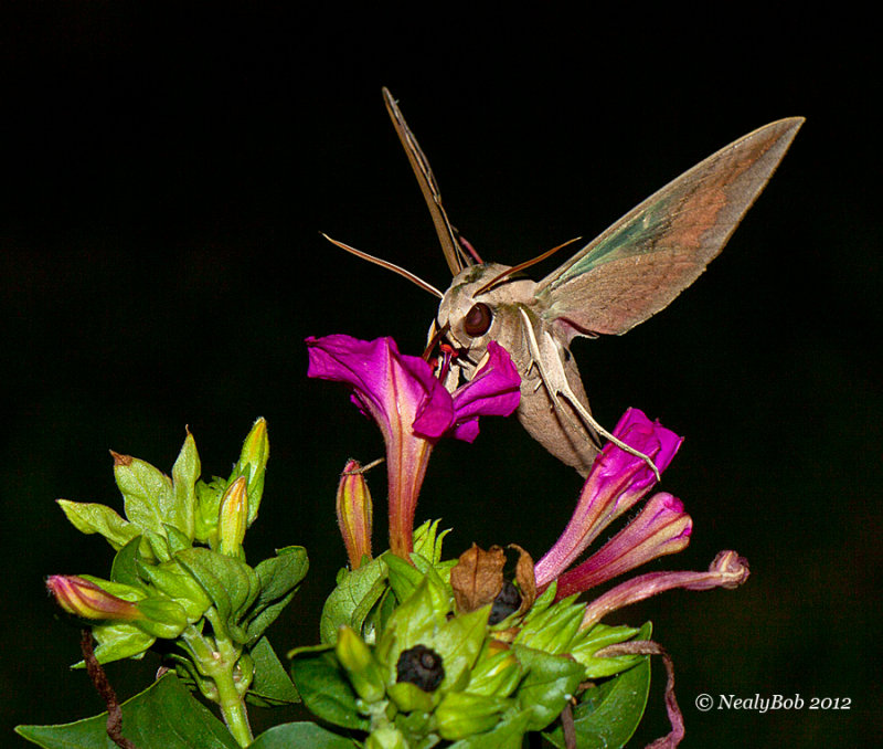 Hummingbird Moth
