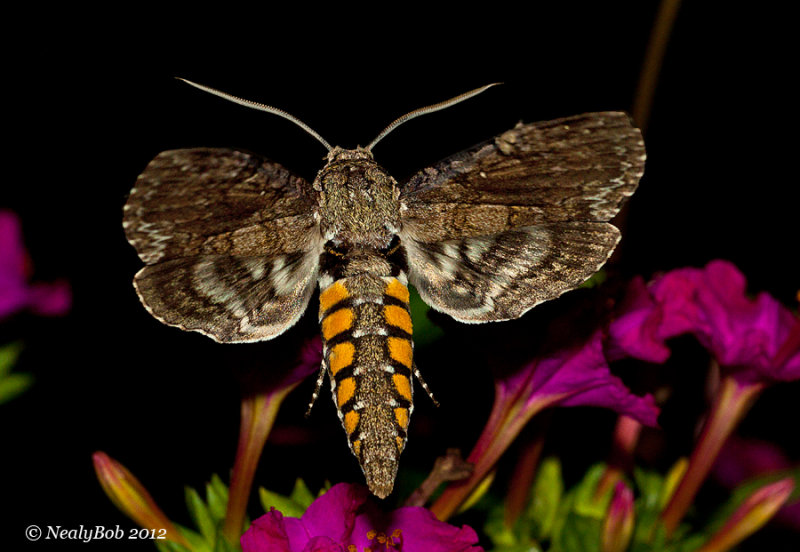 Hummingbird Moth