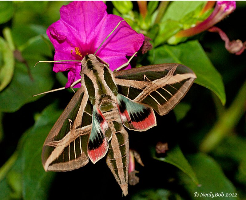Hummingbird Moth August 23