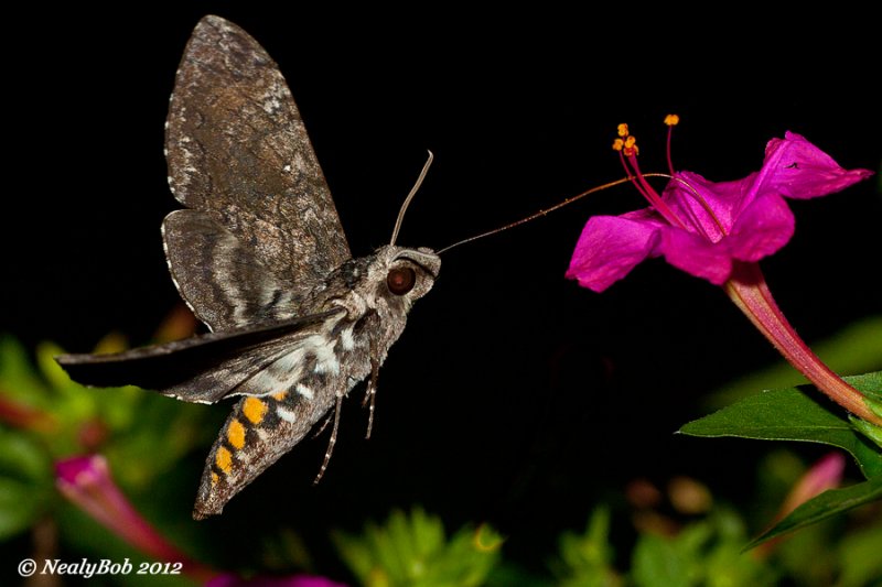 HummingBird Moth August 26