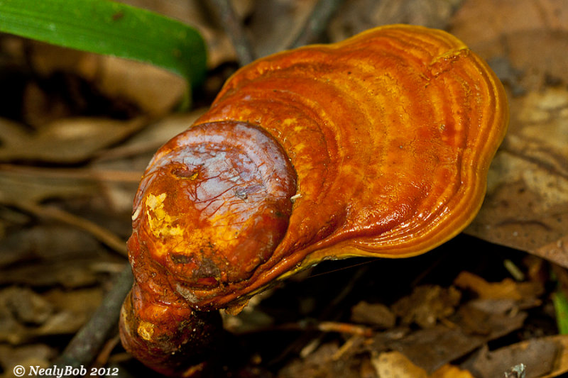 Fungi August 29