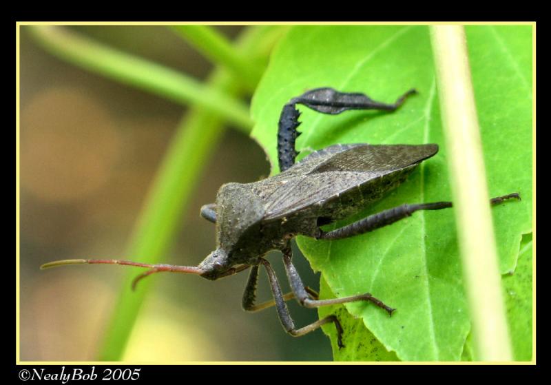 Black Bug