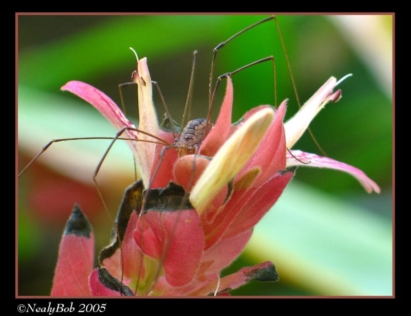 Shrimp Plant With Guest November 9