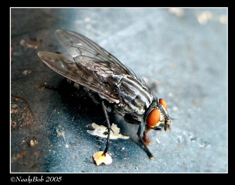 Fly Close-Up November 16
