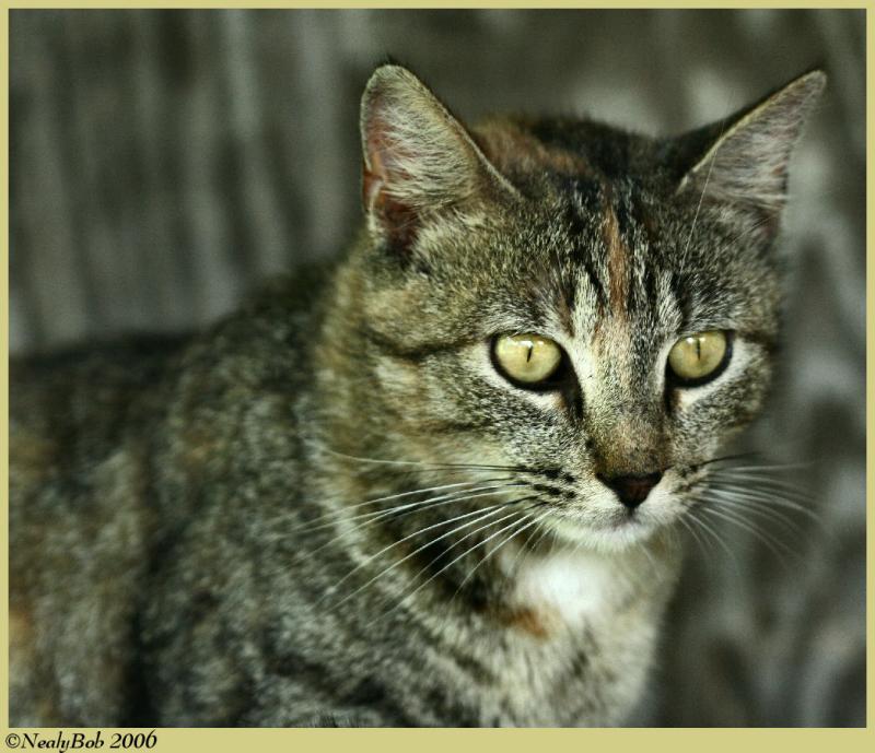 Tuffy May 2 *