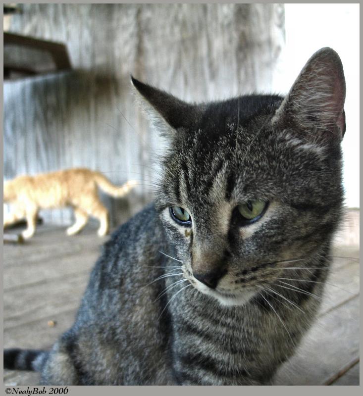 Tuffy
