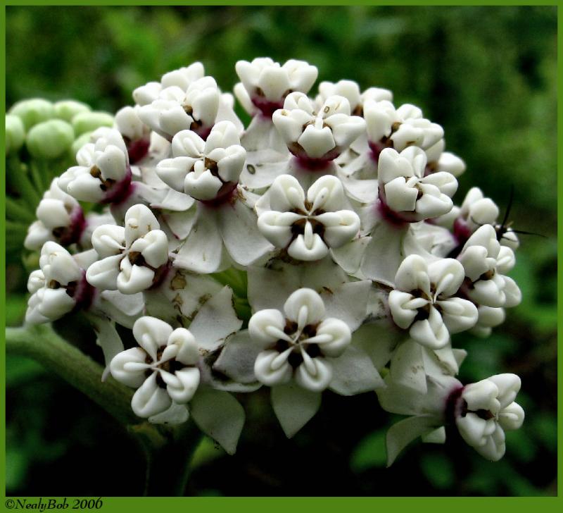 Wild Flower May 5 *