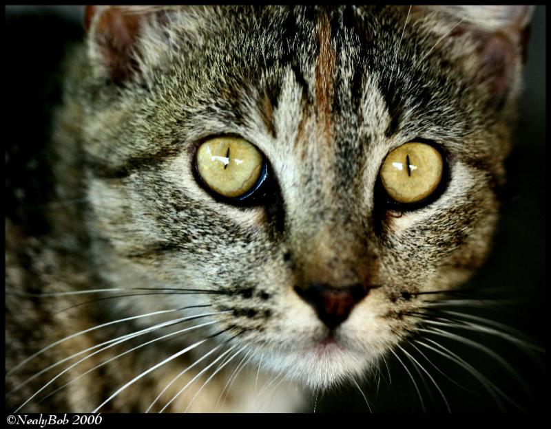 Cat Eyes