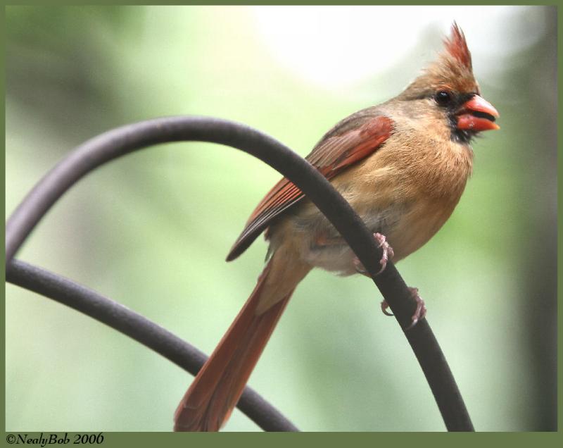 Female Cardinal May 8