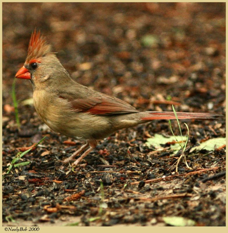 Female Cardinal