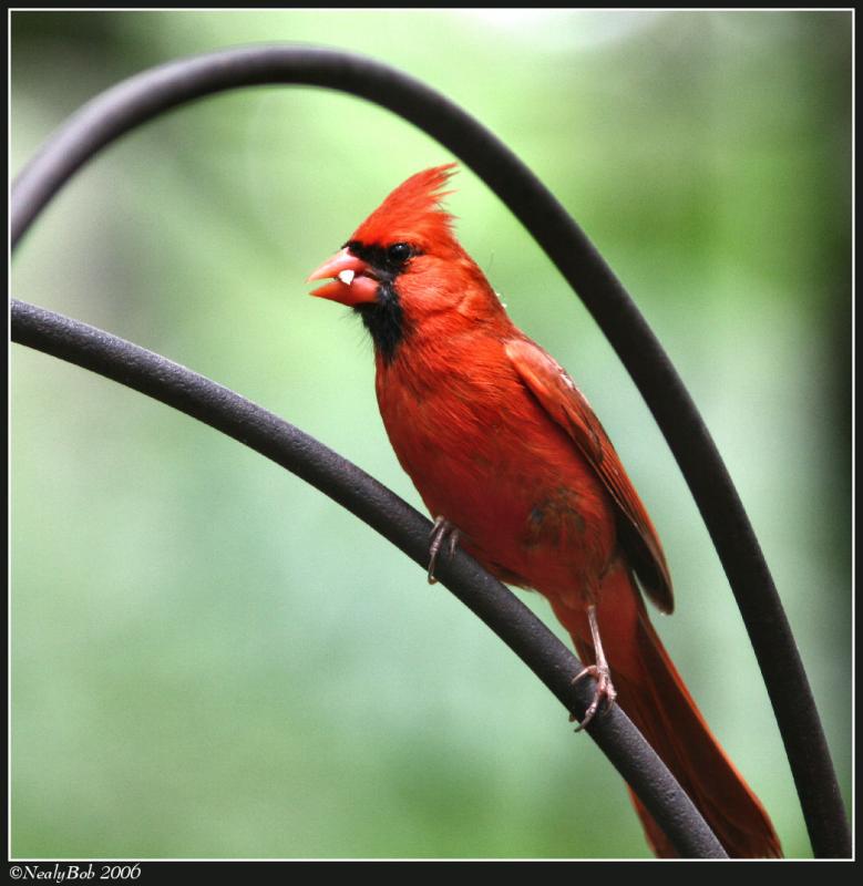 Red Brid *