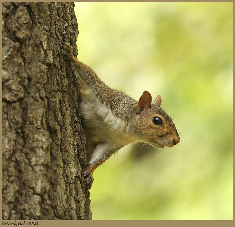 Squirrel May 14 *