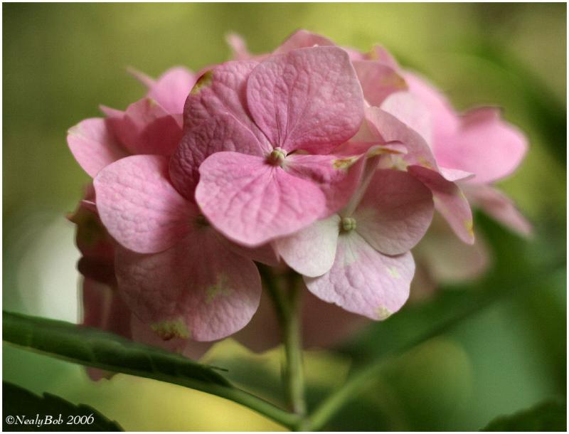 Hydrangea May 17 *