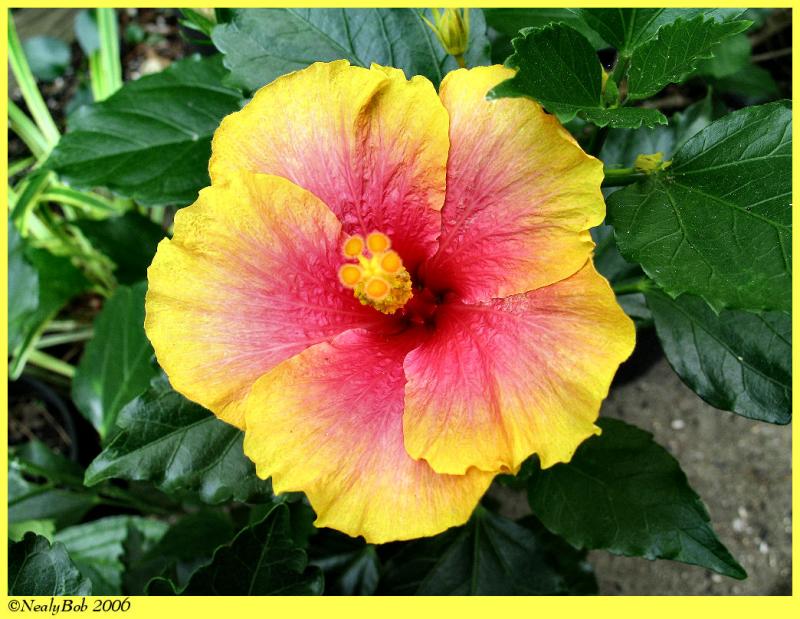 Orange Hibiscus May 23 *