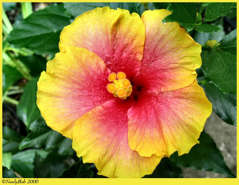 Orange Hibiscus