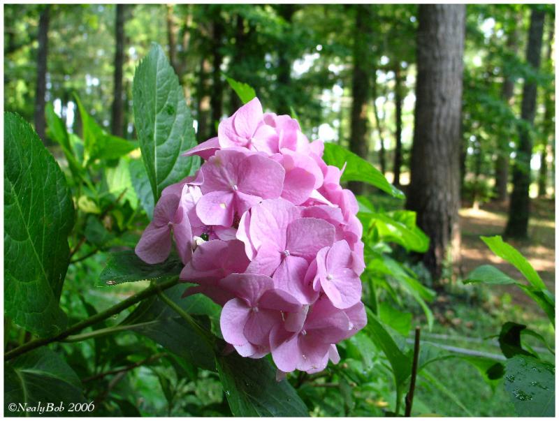 Pink Hydrangea