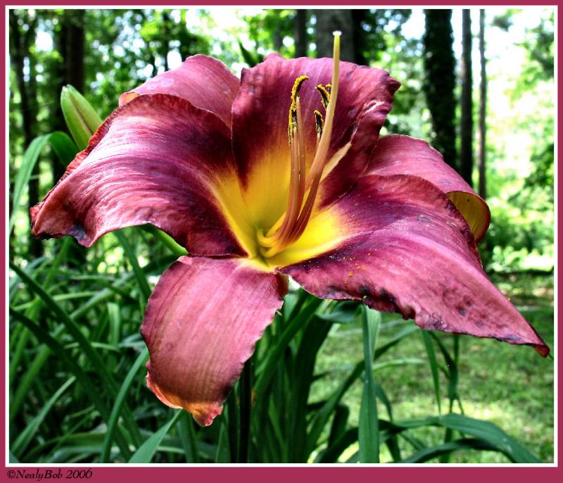 Day Lily May24 *
