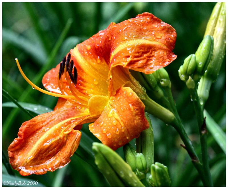 Day Lily May 31 *
