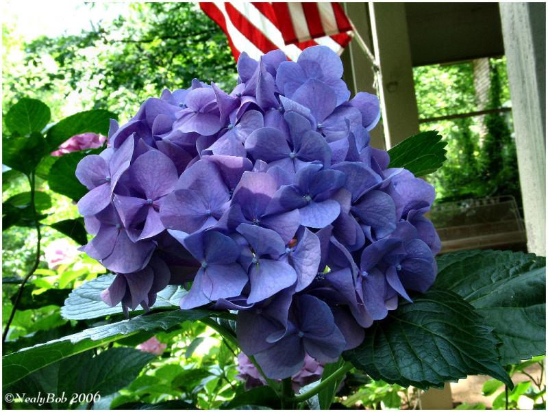 Hydrangea