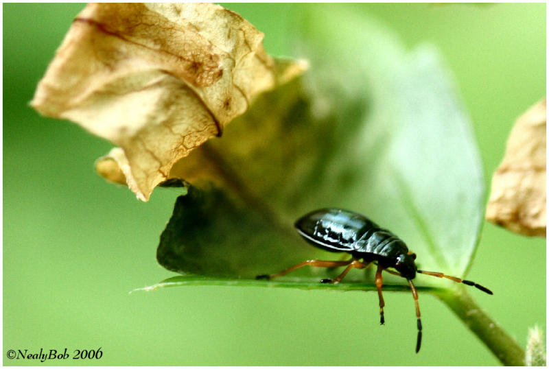 Tiny Bug Macro June 7 *
